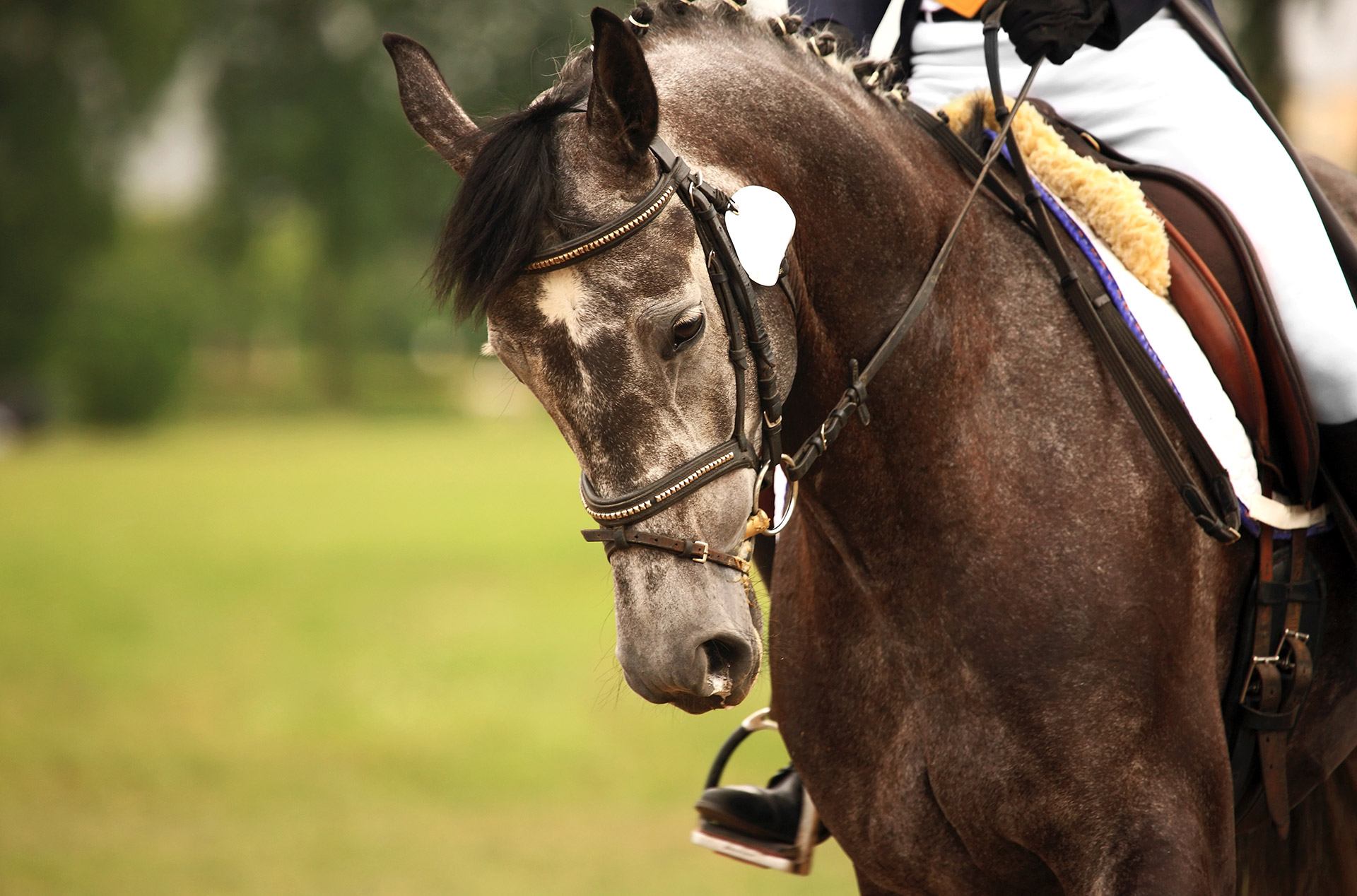 Equine Career Opportunities