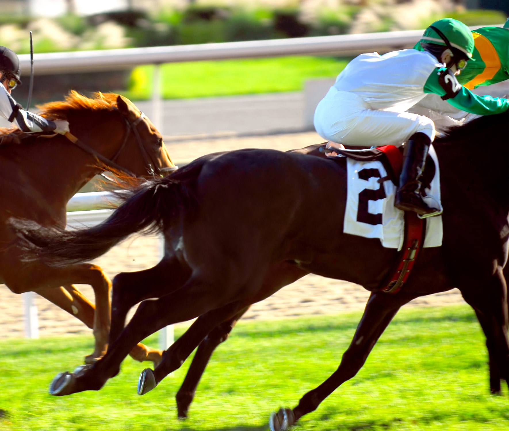 Equine Career Opportunities